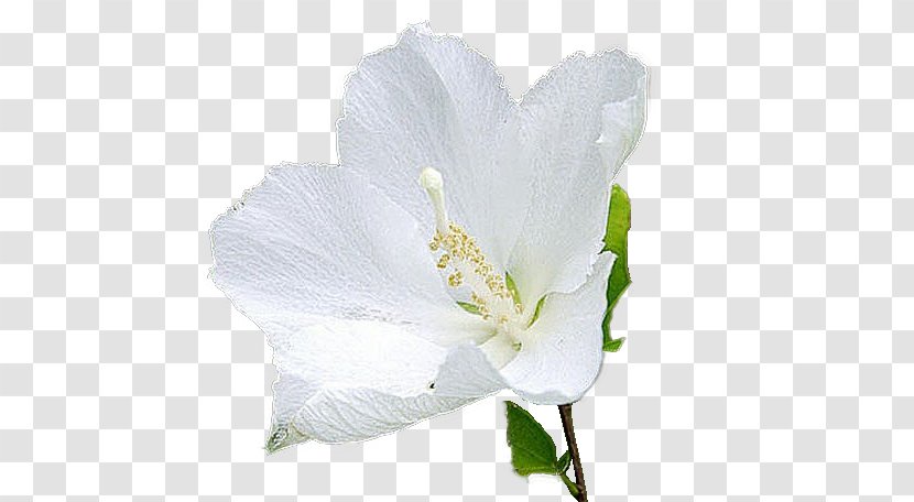 Mallows Rose Family Cut Flowers - Plant - Face Flower Transparent PNG