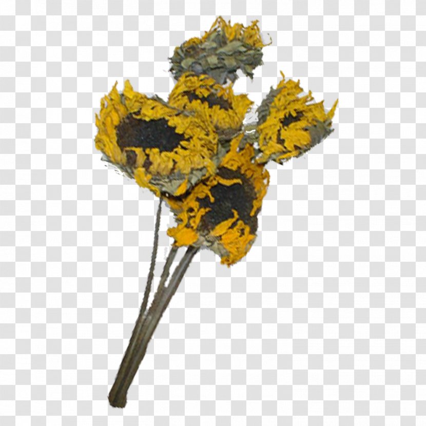 Flower Copyright Clip Art - Common Sunflower Transparent PNG