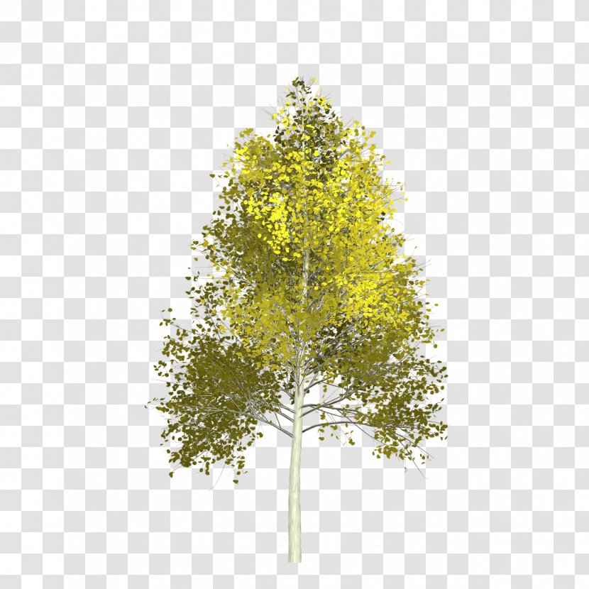 Quaking Aspen Branch Calaveras Big Trees State Park - Autumn Leaf Color - Tree Transparent PNG