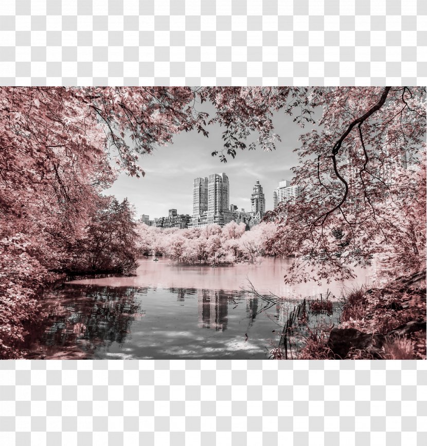 Central Park Stock Photography Photographer - Infrared - Frameless Painting Transparent PNG