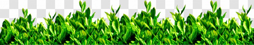 Green Tea Garden Download Transparent PNG