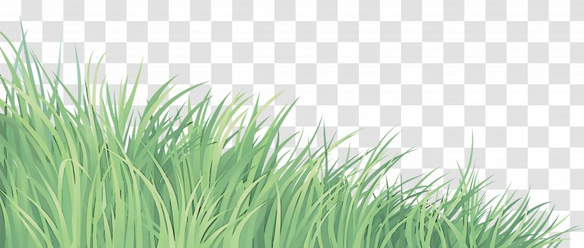 Grass Green Vegetation Plant Family - Wheatgrass Herb Transparent PNG