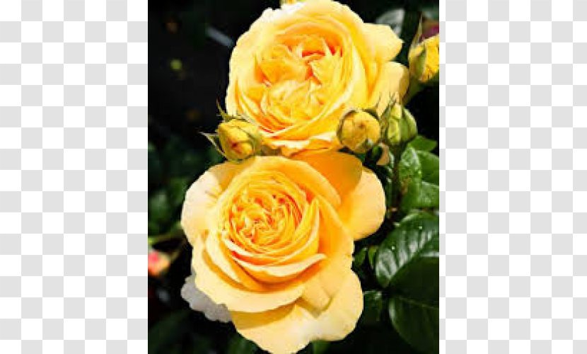 Floribunda Garden Roses Cabbage Rose Austrian Briar Memorial - Crepe Myrtle Transparent PNG