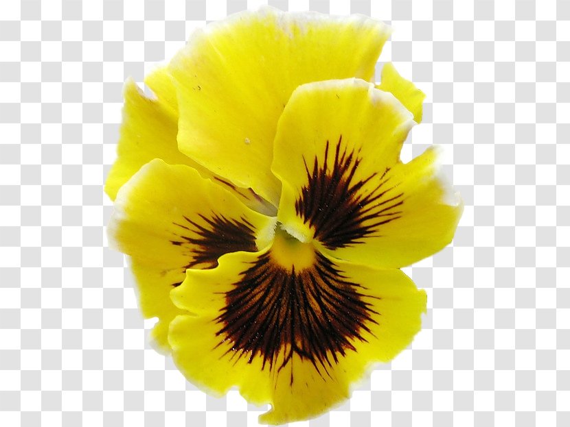 Pansy Clipping Path Clip Art - Flower - Violet Family Transparent PNG