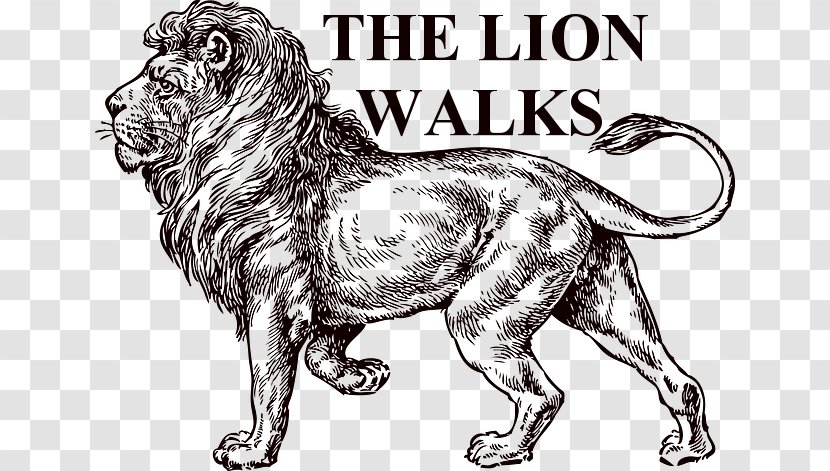 Lion Drawing Sketch - Dog Like Mammal Transparent PNG