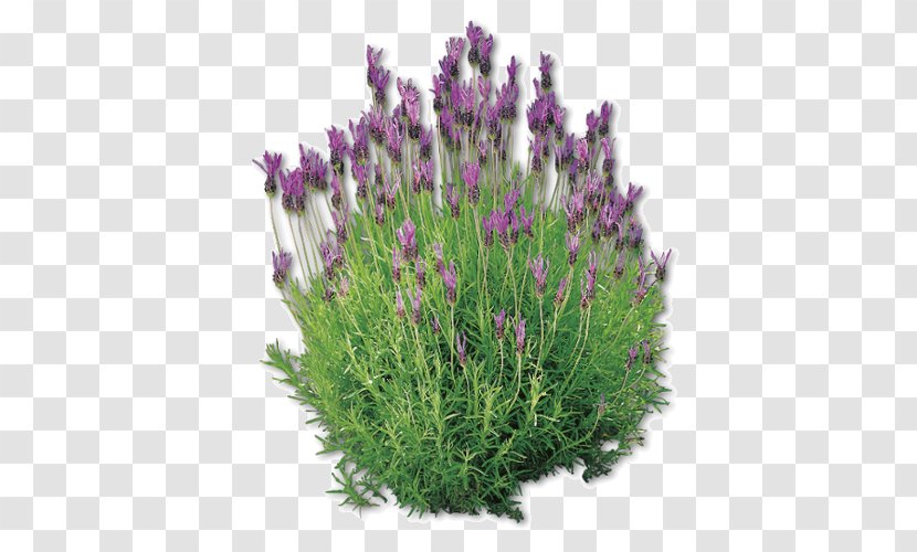 English Lavender French Plant Pianta Aromatica Lavandula Dentata - Lavanda Transparent PNG