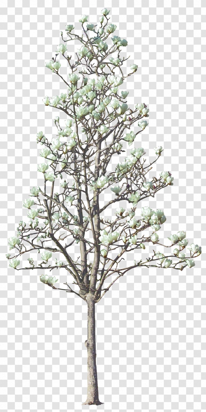Tree Magnolia Euclidean Vector - Conifer - Luxuriant Trees Transparent PNG