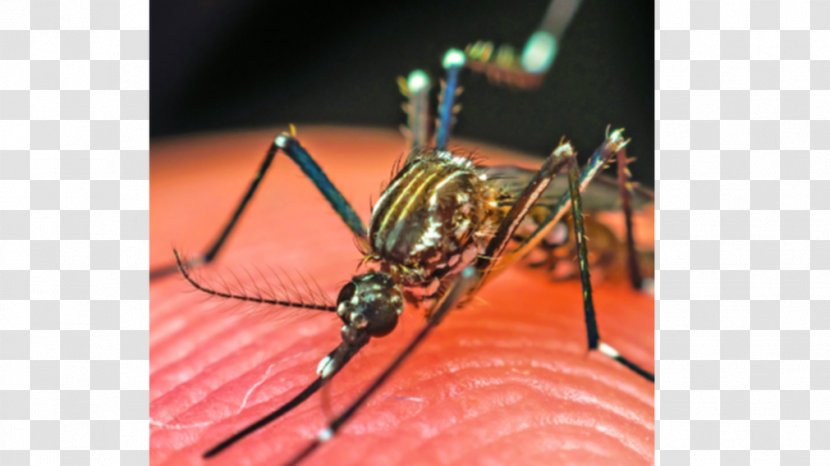Mosquito Insect Close-up - Closeup Transparent PNG