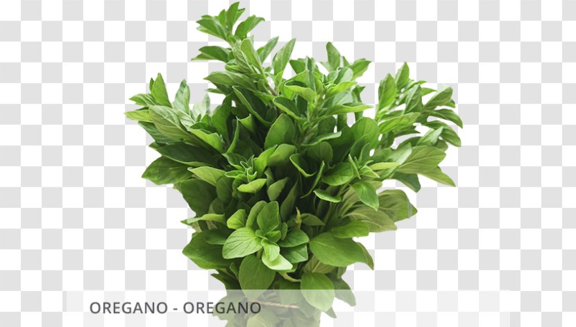 Spring Greens Herbalism Basil Leaf - Fines Herbes Transparent PNG