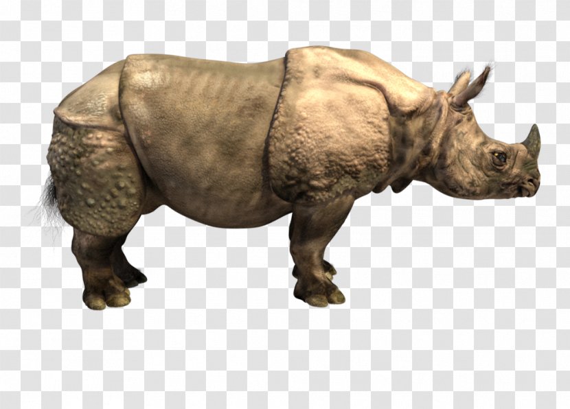 Horn Elasmotherium Indian Rhinoceros Woolly Sumatran Transparent PNG