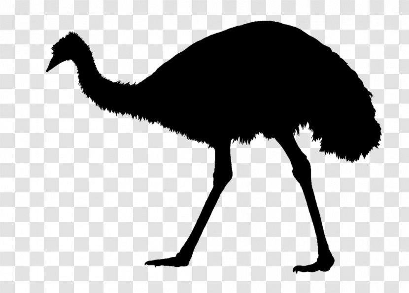 Common Ostrich Emu War Silhouette Bird Transparent PNG