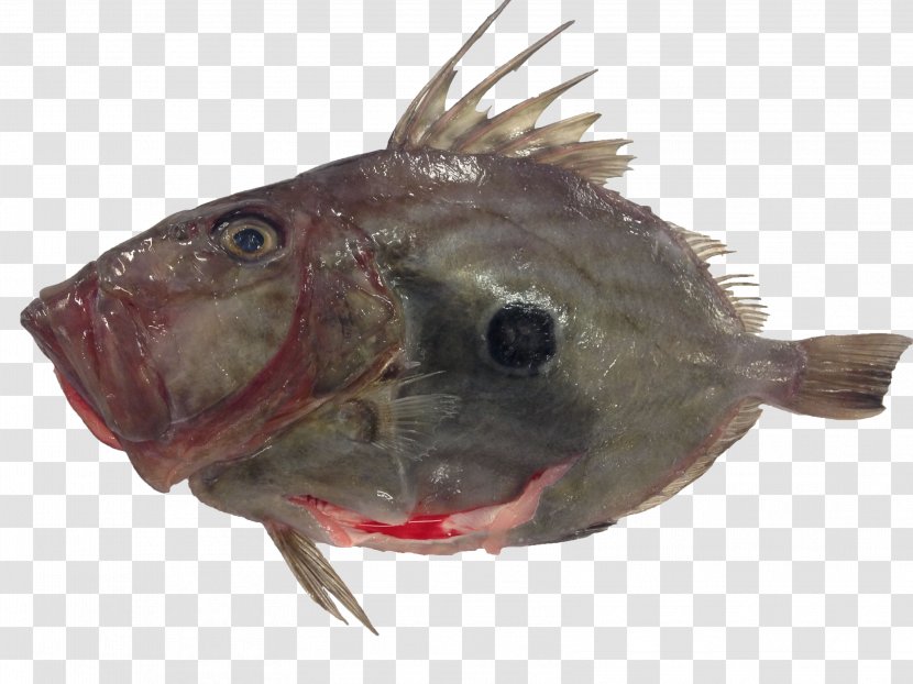 Cod Grouper Red Mullet Fish Common Dentex - Organism - Angler Transparent PNG