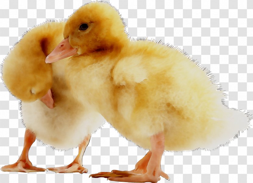 Duck American Pekin Chicken LinkedIn Feed Conversion Ratio - Poultry - Wing Transparent PNG