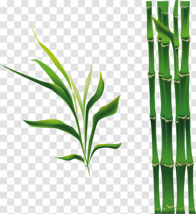 Bamboo Bamboe Drawing - Cartoon - Green Transparent PNG