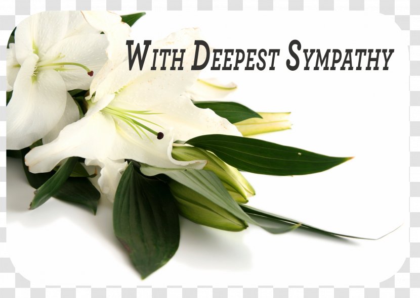 Easter Lily Flower Floristry Banbury Stock Photography - Delivery Transparent PNG