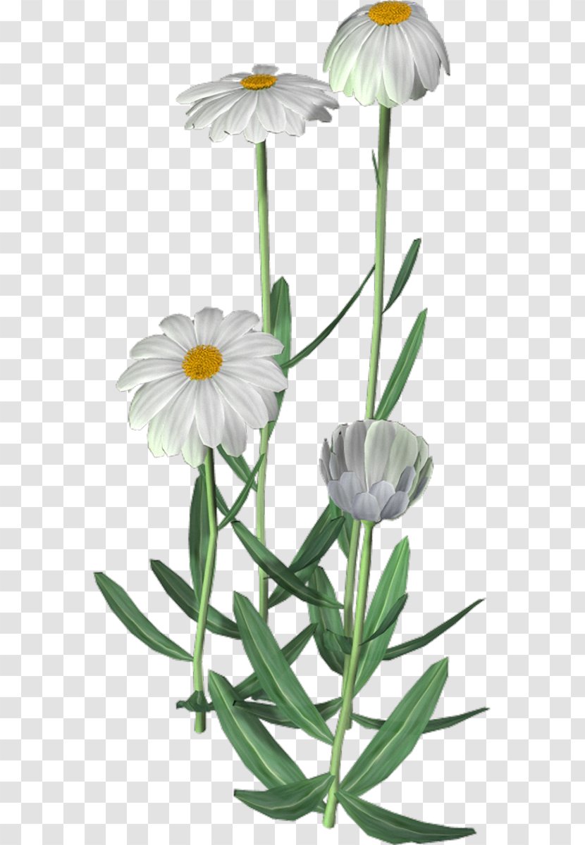 Cut Flowers Plant Stem Flowerpot Petal - Camomile Transparent PNG