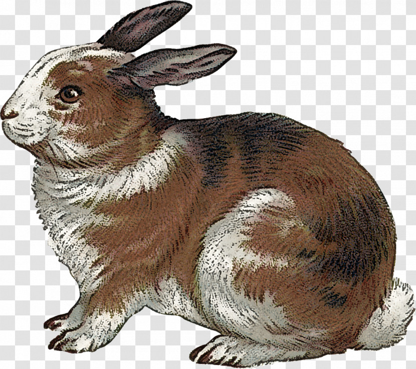 Rabbit Rabbits And Hares Hare Animal Figure Snowshoe Hare Transparent PNG