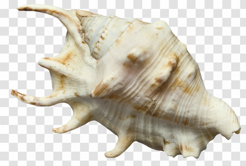Seashell Conch Clip Art - Mollusc Shell - White Transparent PNG