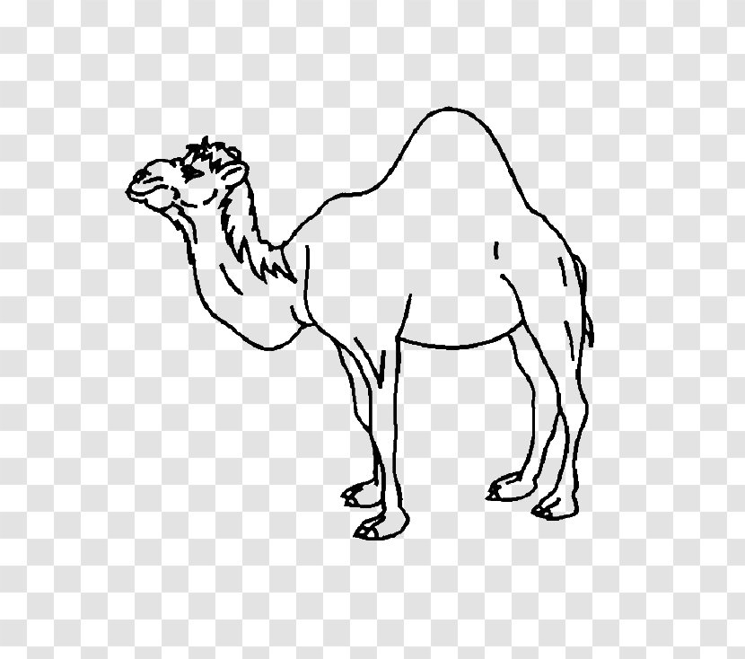 Dromedary Bactrian Camel Coloring Book Child Baby Camels - Fauna Transparent PNG