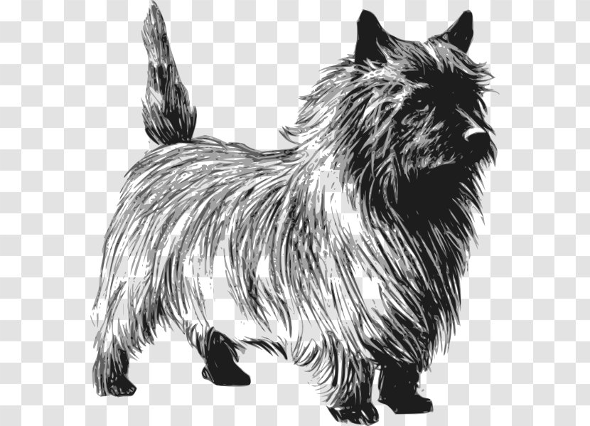 Cairn Terrier Rat Toto Clip Art - Vulnerable Native Breeds - Cliparts Transparent PNG