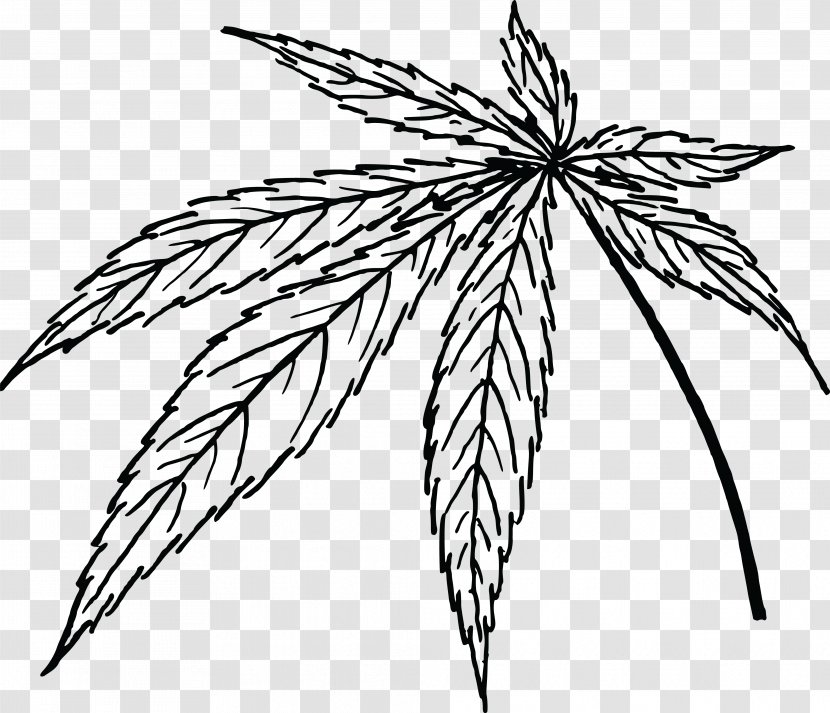 Leaf Marijuana Cannabis Sativa Clip Art - Grass Family Transparent PNG