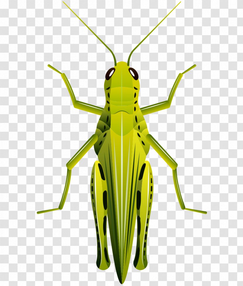 Beetle Grasshopper Clip Art - Stock Photography - Cartoon Painted Green Transparent PNG