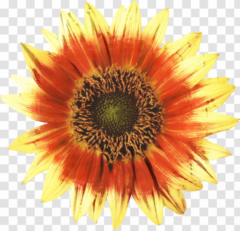 Common Sunflower Painting Image Design - Orange - Closeup Transparent PNG