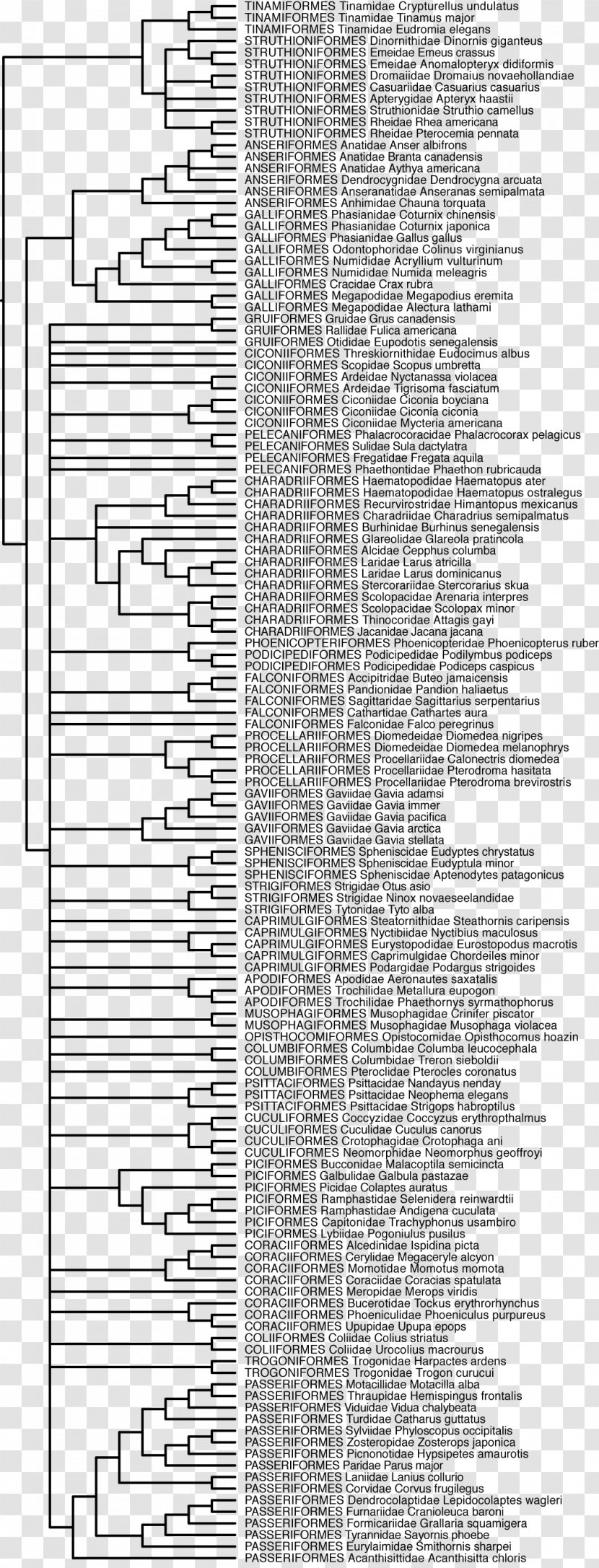 Phylogenetic Tree Phylogenetics Evolution Bird - Mito Material Transparent PNG