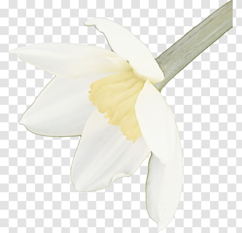 Magnolia Flower - Narcissus Transparent PNG