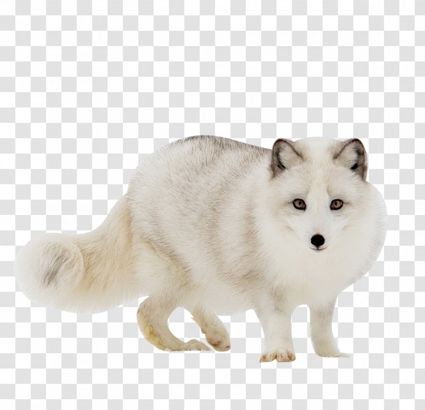 Arctic Fox Red Gray Wolf - Cute White Transparent PNG