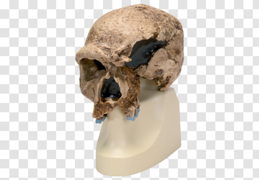 Neanderthal Chimpanzee Primate Homo Sapiens Skull Transparent PNG