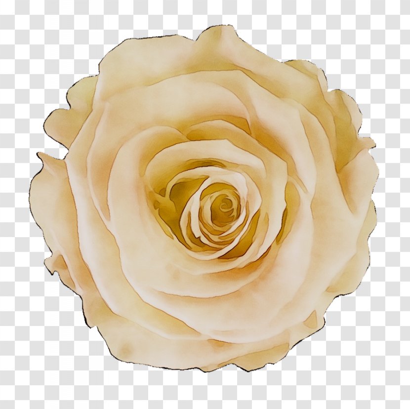 Garden Roses Cabbage Rose Floribunda Petal - Order Transparent PNG