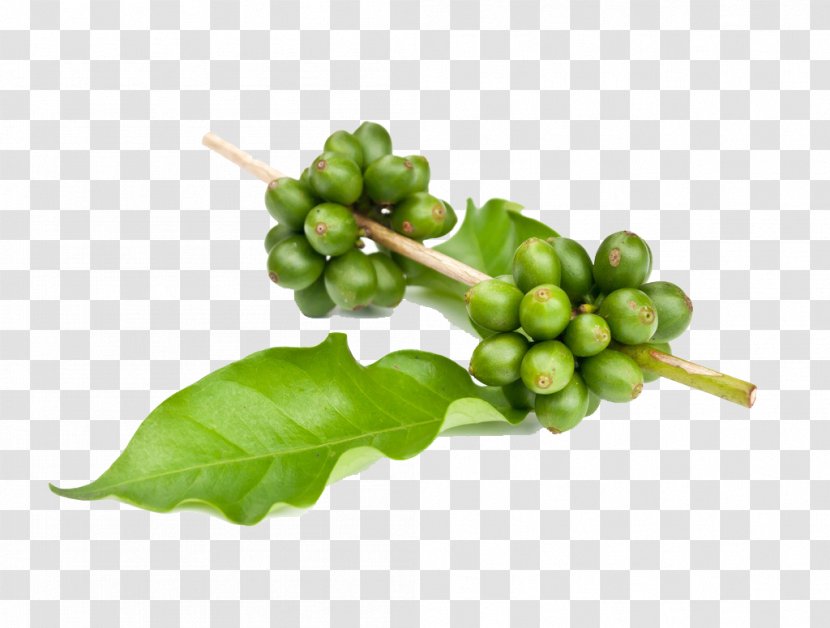Instant Coffee Green Tea Garcinia Gummi-gutta Extract - Beans Child Transparent PNG