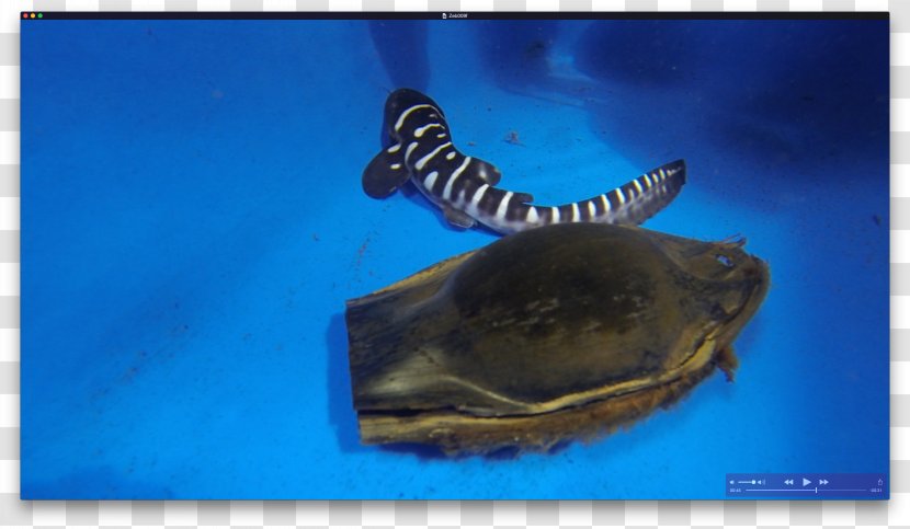 Zebra Shark Egg Case Leopard - Fish - BABY SHARK Transparent PNG