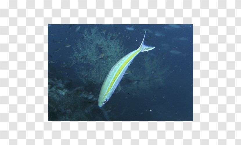 Caesio Caerulaurea Caesionidae Teres Cuning - Aquarium - Marine Fish Transparent PNG