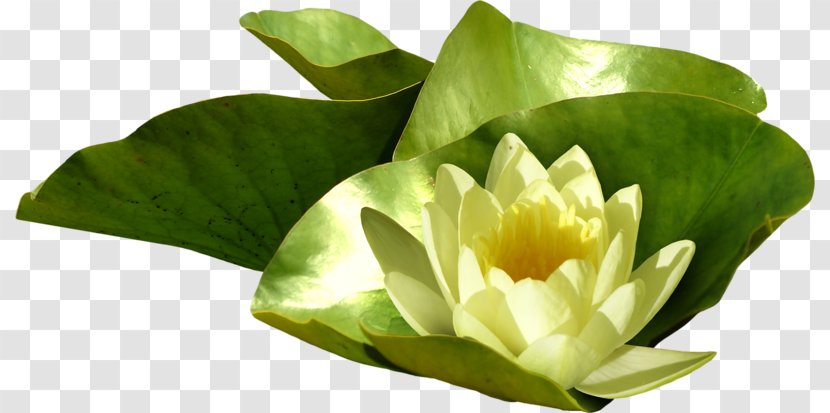 Pygmy Water-lily Nelumbo Nucifera Photography - Lilium - Real Lotus Transparent PNG