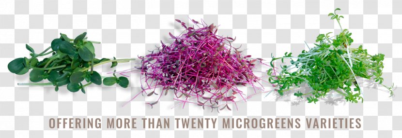 Microgreen Daikon Leaf Vegetable Garnish Ingredient - Amaranth Transparent PNG