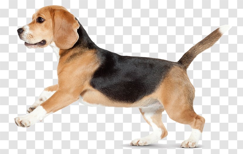 Beagle-Harrier English Foxhound American - Purebred Dog - Puppy Transparent PNG