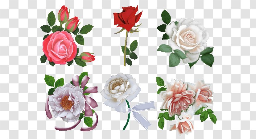 Garden Roses Beach Rose Cut Flowers Floral Design - Flower Transparent PNG