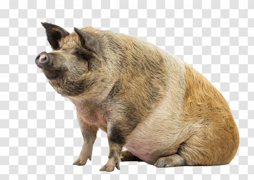 Stock Photography Livestock - Fur - Wild Pig Transparent PNG