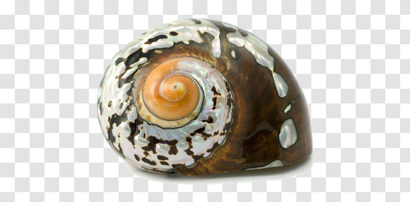 Cockle Oyster Seashell Conch Gastropods - Mollusc Shell Transparent PNG