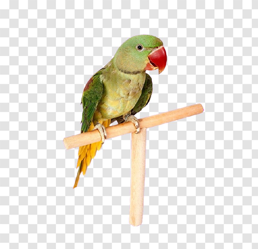 Parrot Lovebird Budgerigar Macaw - Independent Transparent PNG