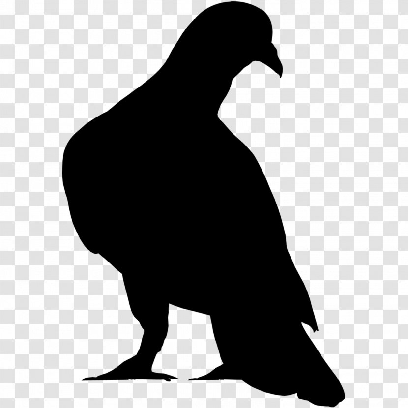 Bird Silhouette - Beak - Blackandwhite Wildlife Transparent PNG