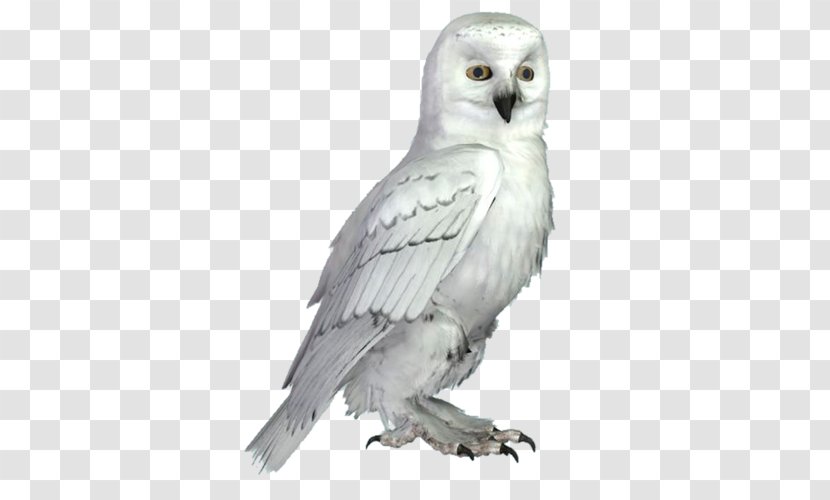 Little Owl Bird Snowy - Nocturnality - White Transparent PNG