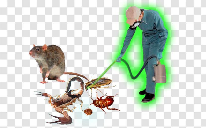 Rat Pest Control Business Service - Flea Transparent PNG