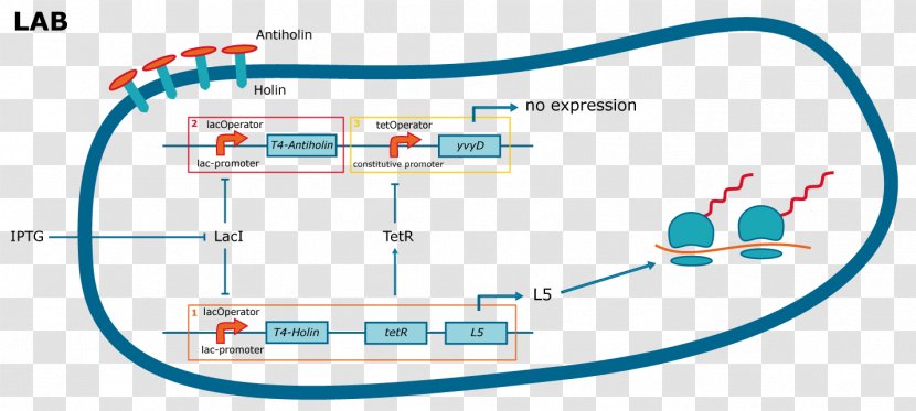 Brand Line Point Angle - Diagram Transparent PNG