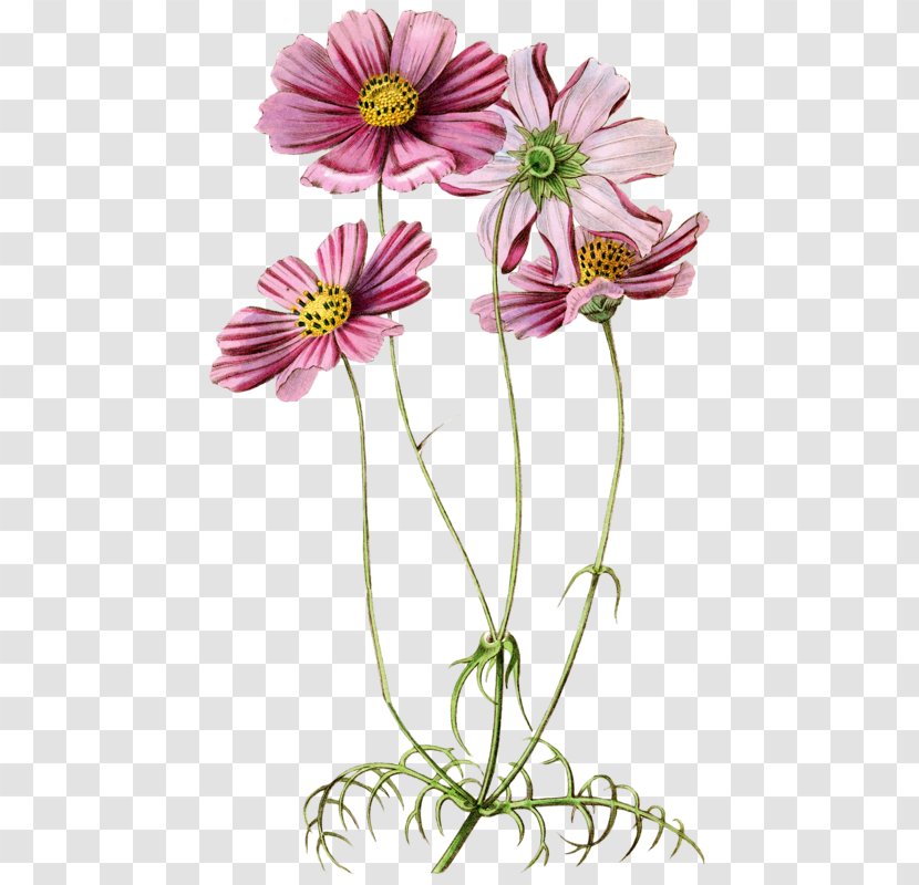 Garden Cosmos Botanical Illustration Botany Curtis's Magazine - Cut Flowers - Flower Transparent PNG