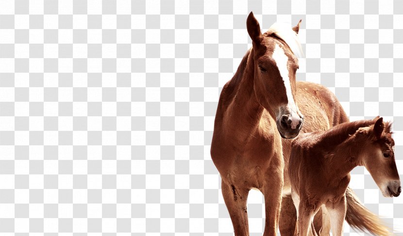 Horse Rein Pellet Fuel Halter Foal - Supplies Transparent PNG