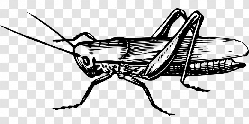 Ant Cartoon - Locust - Blackandwhite Coloring Book Transparent PNG
