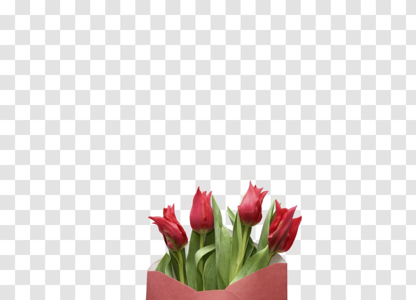 Indira Gandhi Memorial Tulip Garden Cut Flowers Flower Bouquet - Lily Family Transparent PNG